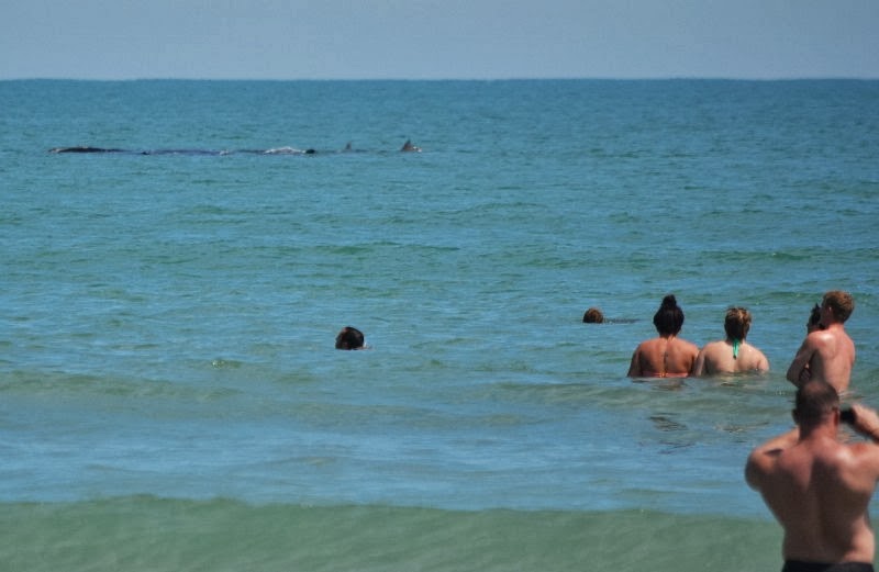 Cocoa beach florida spring break valuable information Curious Cocoa beach florida spring break congratulate